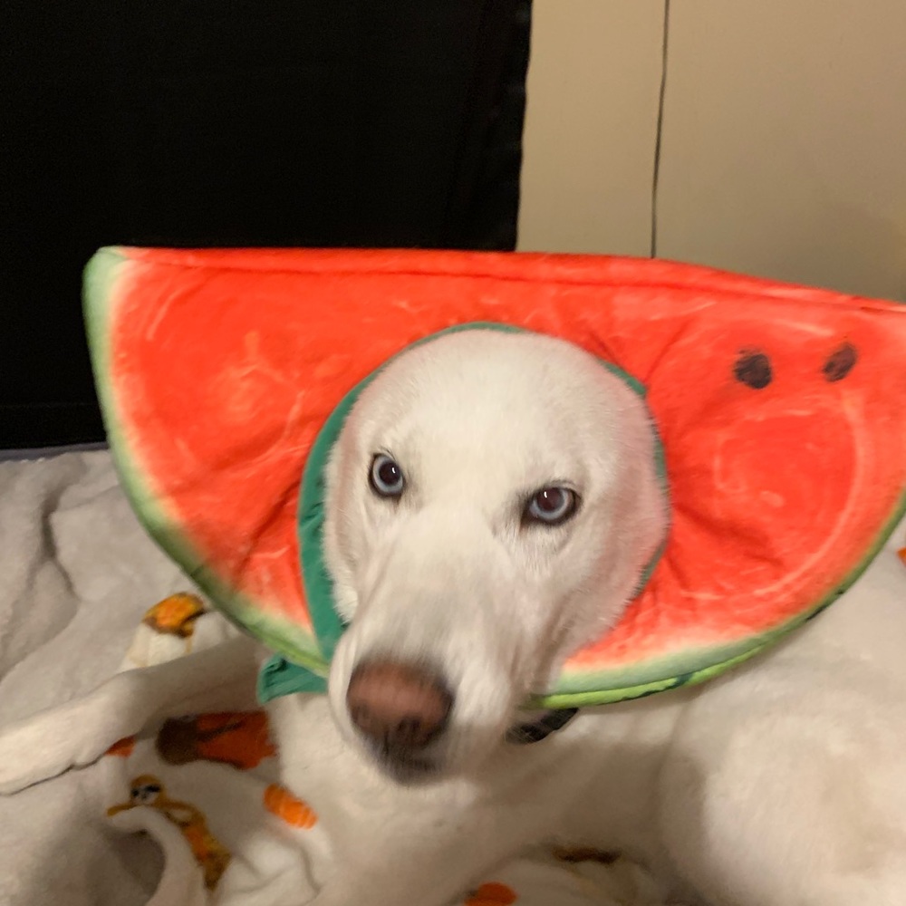 Meet your Posher, Kylee